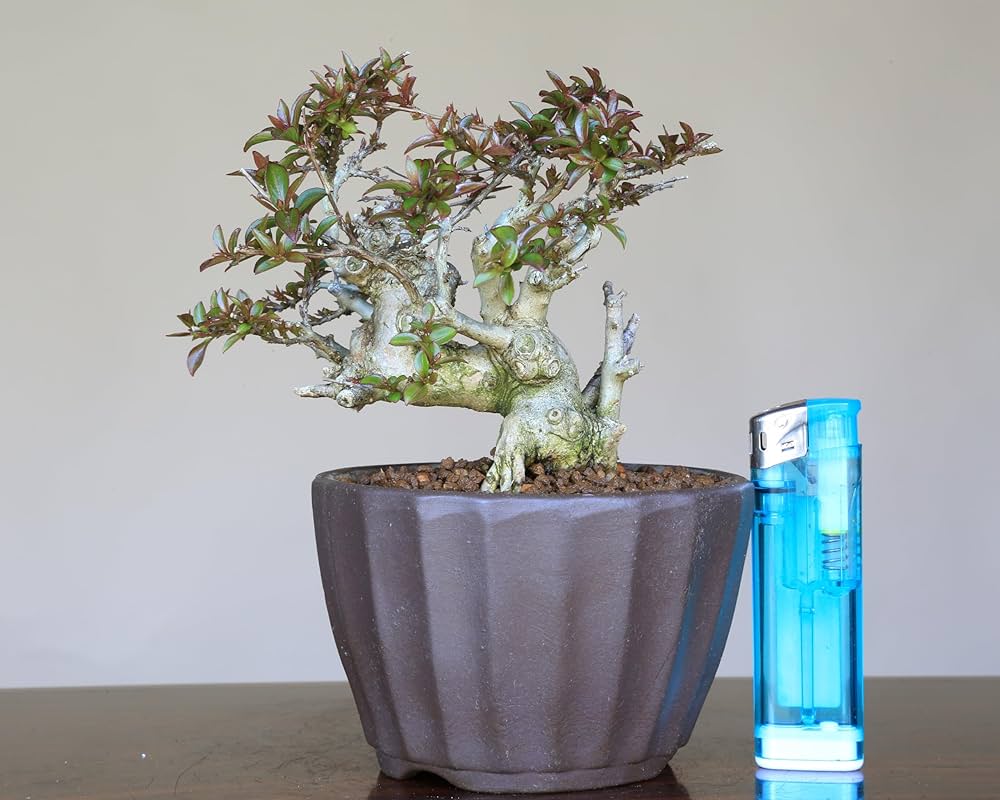 中品姫百日紅盆栽 中品姫百日紅盆栽